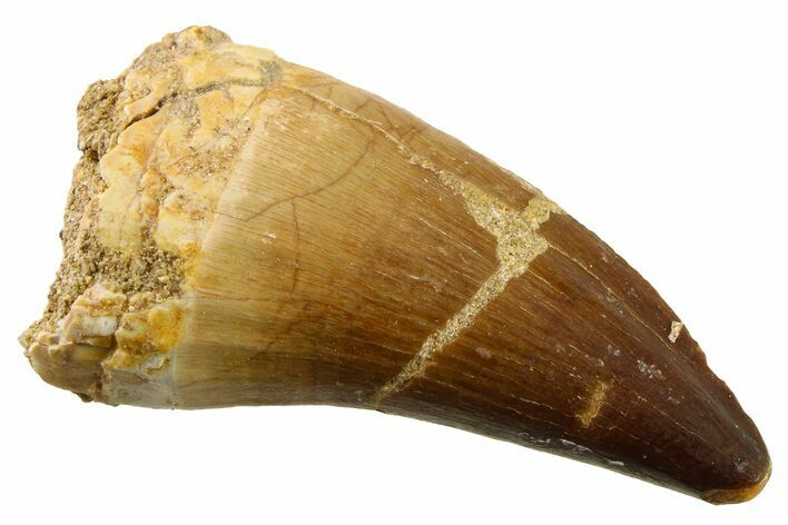 Fossil Mosasaur (Thalassotitan) Tooth - Morocco #341482